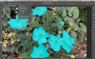 Adobe Creative Cloud 2022, Werkzeug Objektfinder, Photoshop